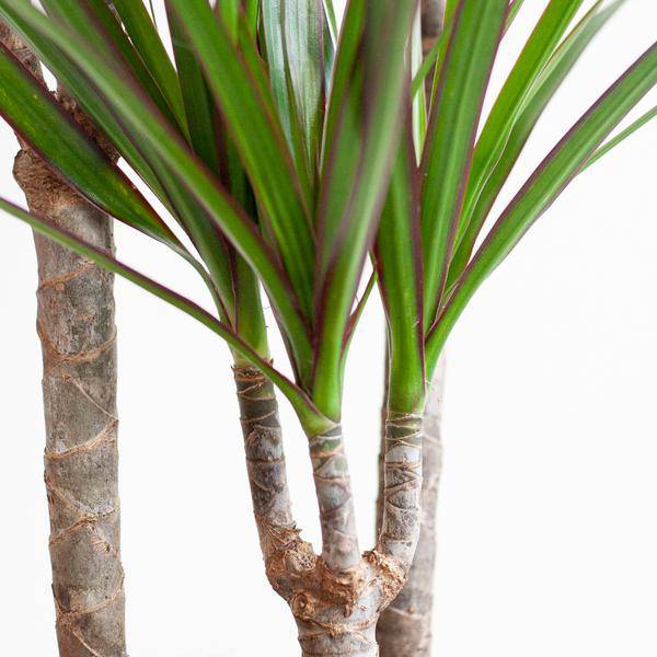 Drachenbaum Dracaena Marginata Zimmerpflanze Ø21cm ↕95cm mit dekorativem Übertopf – pflegeleichte Grünpflanze für Wohnzimmer, Büro – Plant