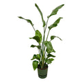 Strelitzia Nicolai – Baum – Strelitzie – Zimmerpflanze ca. 180cm – Ø30cm – inkl. Pflanzgefäß Greenville Grün – Weißer Paradiesvogel – Tropische XL – Plant