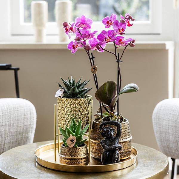 Pflanzenset Hotel Chic – Flieder – Phalaenopsis Orchidee & Sukkulenten – Inklusive Diamond – & Groove – Keramiktöpfe – Elegantes Zimmerpflanzen – Plant