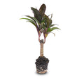 Mini – Palme Cordyline fruticosa Purple Compacta – Terrarienpflanze – Ø6cm – Kompakte Keulenlilie mit violettem Laub – Pflegeleicht & dekorativ – Plant