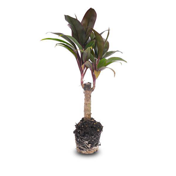 Mini – Palme Cordyline fruticosa Purple Compacta – Terrarienpflanze – Ø6cm – Kompakte Keulenlilie mit violettem Laub – Pflegeleicht & dekorativ – Plant