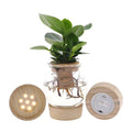 Clusia im sphärischen Glas mit LED & Schnappkorken Zimmerpflanze Ø12cm ↕30cm – pflegeleichte Grünpflanze für Wohnzimmer, Büro & helle Standorte – Plant