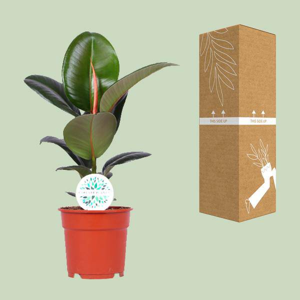 Gummibaum Ficus Elastica Robusta Zimmerpflanze Ø17cm ↕55cm – pflegeleichte Grünpflanze für Wohnzimmer, Büro & helle Standorte kaufen – Plant