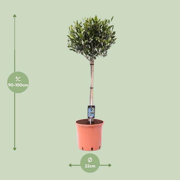 Olivenbaum Olea europaea Gartenpflanze Ø22cm ↕100cm – Pflanze für Garten, Balkon, Terrasse, Kübel & Beet online kaufen – Plant