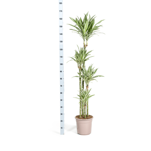 Drachenbaum Dracaena Deremensis White Stripe Zimmerpflanze Ø27cm ↕180cm – pflegeleichte Grünpflanze für Wohnzimmer, Büro & helle Standorte kaufen – Plant