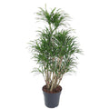 Drachenbaum Zimmerpflanze Ø31cm ↕140cm – pflegeleichte Grünpflanze für Wohnzimmer, Büro & helle Standorte kaufen – Plant
