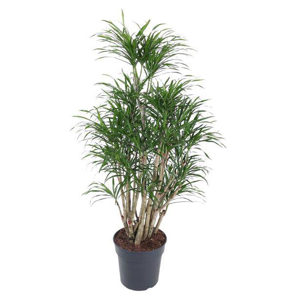 Drachenbaum Zimmerpflanze Ø31cm ↕140cm – pflegeleichte Grünpflanze für Wohnzimmer, Büro & helle Standorte kaufen – Plant