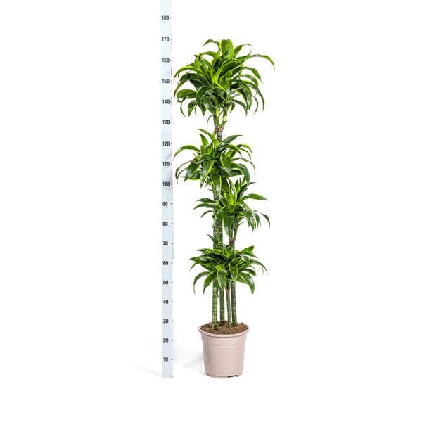 Drachenbaum Dracaena Deremensis Dorado Zimmerpflanze Ø27cm ↕180cm – pflegeleichte Grünpflanze für Wohnzimmer, Büro & helle Standorte kaufen – Plant