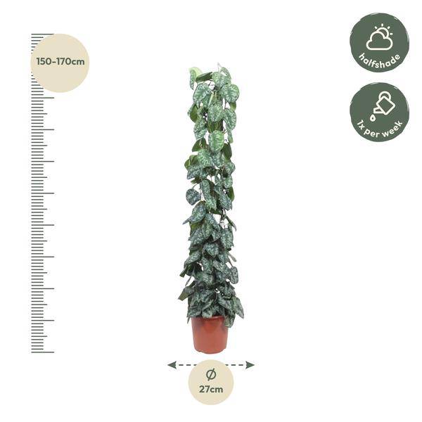 Efeutute Scindapsus Pictus Trebie Zimmerpflanze Ø27cm ↕160cm – pflegeleichte Grünpflanze für Wohnzimmer, Büro & helle Standorte kaufen – Plant