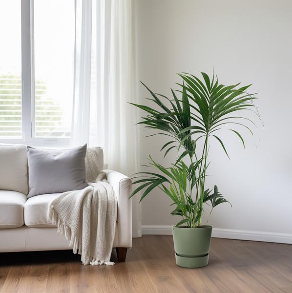 Kentia – Palme Howea Forsteriana – Zimmerpflanze Ø24cm ↕130cm – Plant