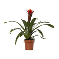 Bromelie – Guzmania Happiness – Zimmerpflanze – Ø12cm – ↕45cm – Exotische Blühpflanze mit leuchtenden Hochblättern – Pflegeleicht & dekorativ – Plant