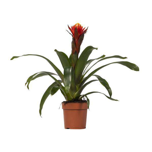 Bromelie – Guzmania Happiness – Zimmerpflanze – Ø12cm – ↕45cm – Exotische Blühpflanze mit leuchtenden Hochblättern – Pflegeleicht & dekorativ – Plant