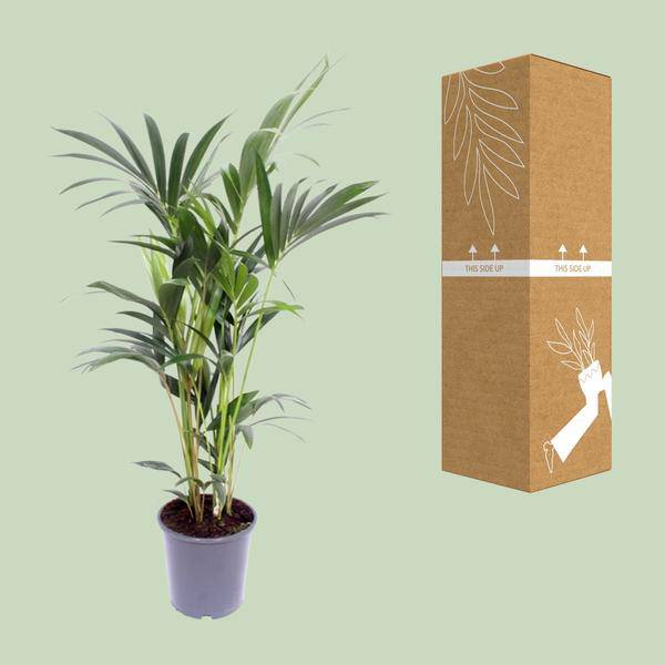 Kentia – Palme – Howea forsteriana – Zimmerpflanze – Ø21cm – ↕120cm – elegante Grünpflanze für Wohnzimmer, Büro & Schlafzimmer – Plant