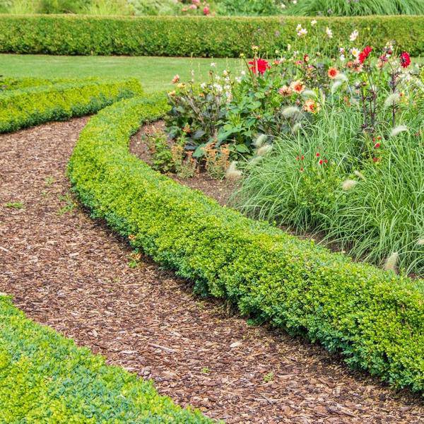 Premium Baumrinde 30-40mm Culvita Französische Seekiefer – hochwertiges Produkt für Pflanzen, Garten, Zuhause, Dekoration & moderne Einrichtung – Plant