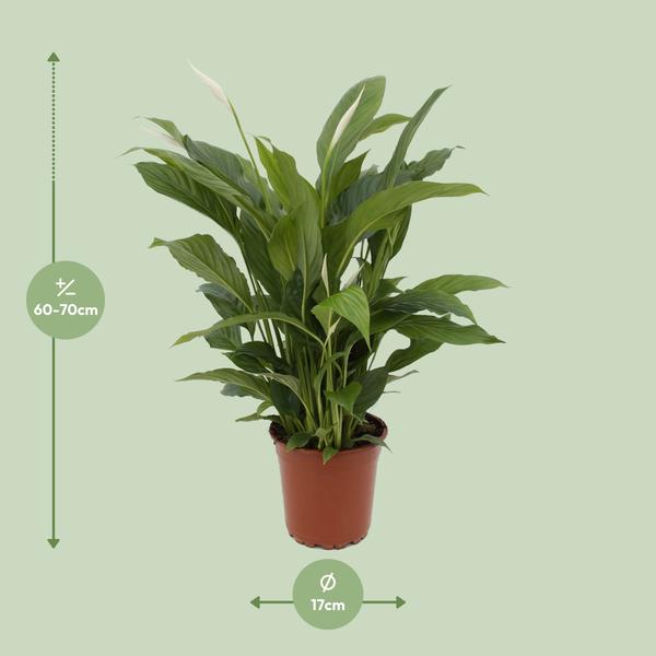 Einblatt Spathiphyllum Torelli Zimmerpflanze Ø17cm ↕65cm – pflegeleichte Grünpflanze für Wohnzimmer, Büro & helle Standorte kaufen – Plant