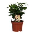 Kaffeepflanze – Coffea Arabica – Zimmerpflanze – Ø12cm ↕25cm – Aromatische Deko – Pflegeleicht – Halbschatten – Tropisch – Plant