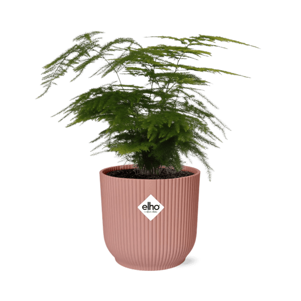 Feder – Spargel Asparagus Setaceus Plumosus Zimmerpflanze Ø12cm Ø14cm – pflegeleichte Grünpflanze für Wohnzimmer, Büro & helle Standorte kaufen – Plant