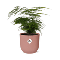 Feder – Spargel Asparagus Setaceus Plumosus Zimmerpflanze Ø12cm Ø14cm – pflegeleichte Grünpflanze für Wohnzimmer, Büro & helle Standorte kaufen – Plant