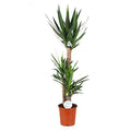 Palmlilie Yucca – Große Zimmerpflanze Ø24cm – 125cm hoch – Pflegeleicht & Robust – Ideal für Wohnzimmer & Büro – Plant