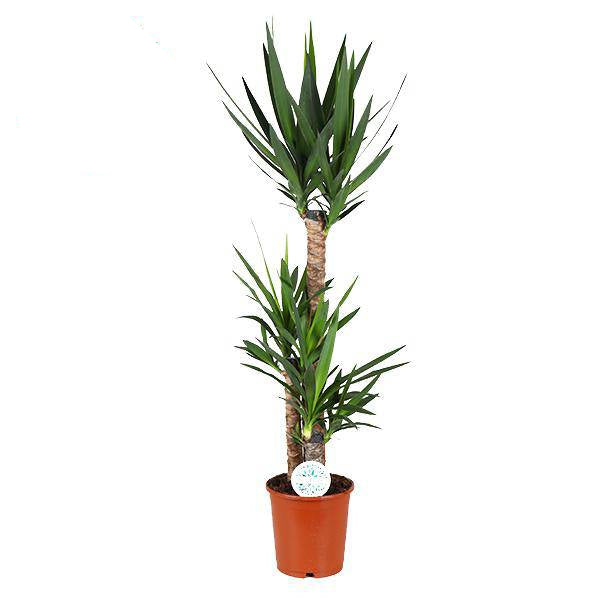 Palmlilie Yucca – Große Zimmerpflanze Ø24cm – 125cm hoch – Pflegeleicht & Robust – Ideal für Wohnzimmer & Büro – Plant