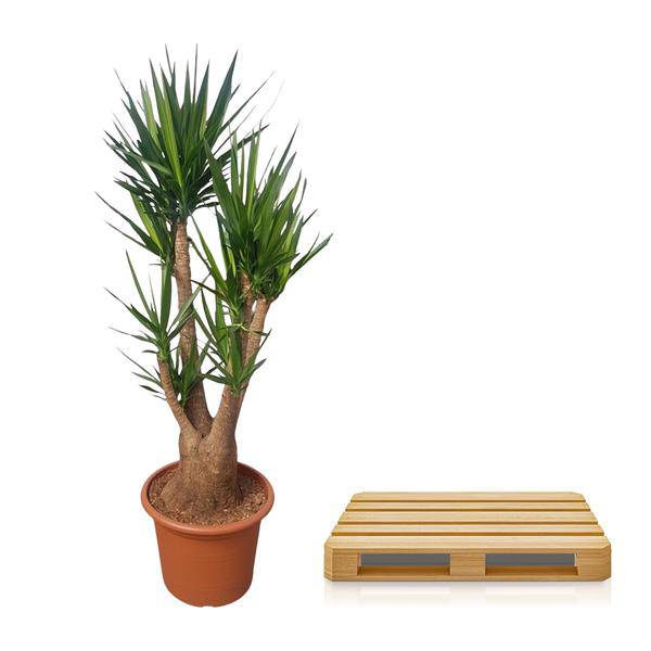 Riesen – Palmlilie – Yucca Elephantipes verzweigt – Zimmerpflanze 190cm – Ø55cm – Tropische Grünpflanze für Wohnzimmer, Büro & Wintergarten – Plant
