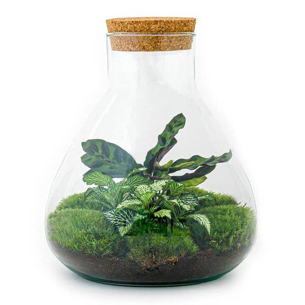 Flaschengarten ↕27cm – pflegeleichter Flaschengarten im Glas, Pflanzen Terrarium für Wohnzimmer & Büro – Plant