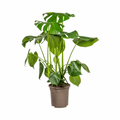 Monstera Deliciosa Tauerii – Fensterblatt – Ø21cm – ↕70-90cm – Beliebte Zimmerpflanze mit dekorativen Blättern – Pflegeleicht & luftreinigend – Plant