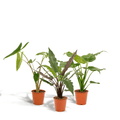 Alocasia Set Zebrina Ø19cm ↕75cm + Cucullata Ø19cm ↕60cm + Lauterbachiana Ø19cm ↕75cm – Tropische Zimmerpflanzen im 3er Set – Plant