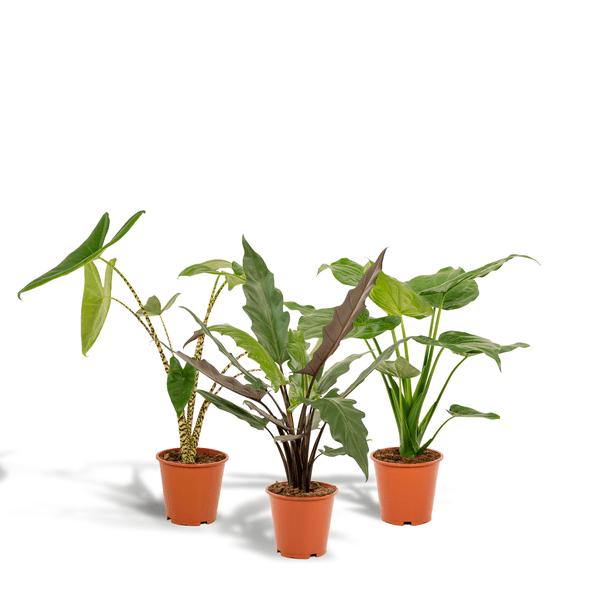 Alocasia Set Zebrina Ø19cm ↕75cm + Cucullata Ø19cm ↕60cm + Lauterbachiana Ø19cm ↕75cm – Tropische Zimmerpflanzen im 3er Set – Plant