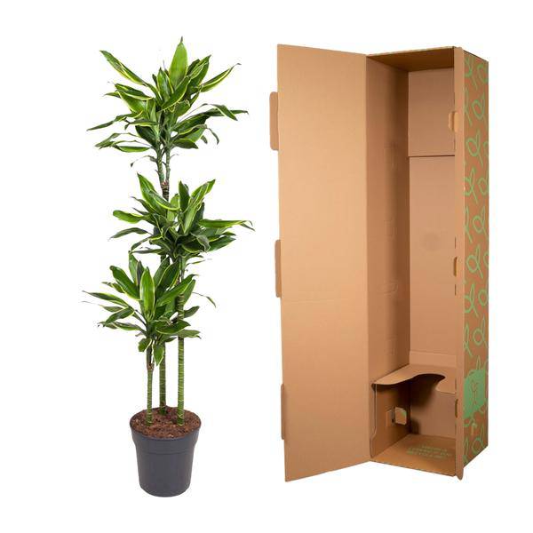 Drachenbaum Zimmerpflanze Ø24cm ↕160cm – pflegeleichte Grünpflanze für Wohnzimmer, Büro & helle Standorte kaufen – Plant
