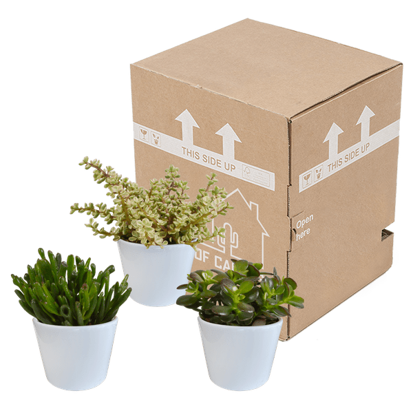 Sukkulenten Mix 3 Pflanzen Ø10,5cm – pflegeleichtes Pflanzen Set für Urban Jungle, Fensterbank, Wohnzimmer & Büro – Plant