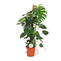 Köstliches Fensterblatt Monstera Deliciosa Zimmerpflanze Ø24cm ↕105cm – pflegeleichte Grünpflanze für Wohnzimmer, Büro & helle Standorte kaufen – Plant