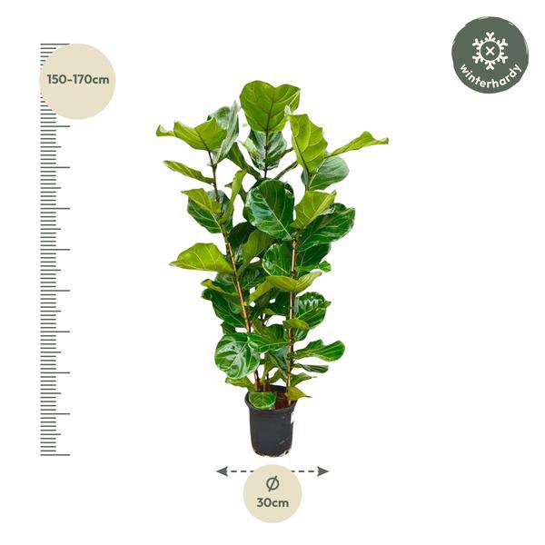 Feigenbaum – Ficus Lyrata Strauch – ca. 140cm hoch – Ø27cm – Geigenfeige als Zimmerpflanze – XXL Grünpflanze mit großen Blättern – für Zimmer & Büro – Plant