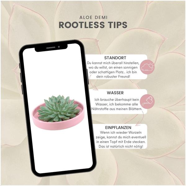 Sukkulente – Echeveria pulidonis ROOTLESS – Ø20cm Schale Rosa – Zimmerpflanze ohne Wurzeln – Pflegeleichte Schnitt – Plant