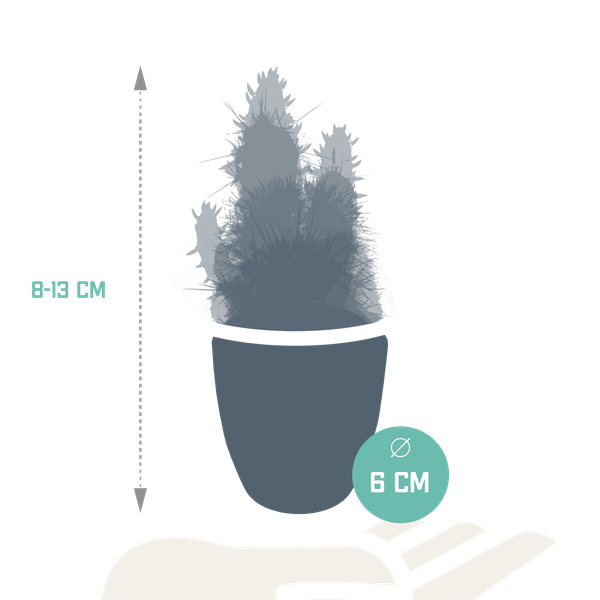 Sukkulenten & Kakteen Mix – 15 Pflanzen Ø5,5cm Zimmerpflanzen im weißen Glas – Verschiedene Mini – Sukkulenten & Kakteen – Plant