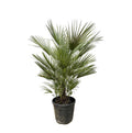 Grüne Zwergpalme – Chamaerops Humilis 150cm – Ø30cm – Europäische frostbeständige Palme – Mediterrane Zimmer – & Gartenpflanze für Innen – Plant