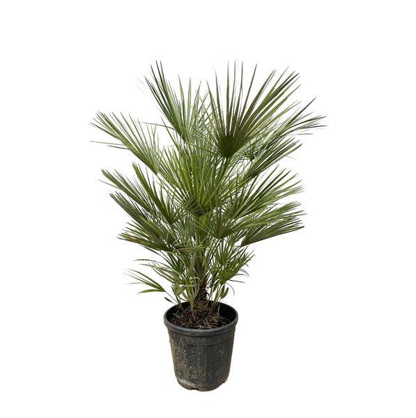 Grüne Zwergpalme – Chamaerops Humilis 150cm – Ø30cm – Europäische frostbeständige Palme – Mediterrane Zimmer – & Gartenpflanze für Innen – Plant