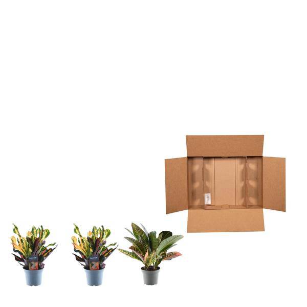 Croton Codiaeum Mix – 3 Pflanzen im Set – Wunderstrauch – Bunte Zimmerpflanzen – Exotische Blattschmuckpflanzen – Ø12cm – ↕30cm – Plant