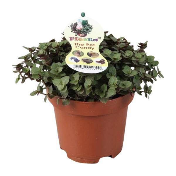 Kriechendes Schönpolster – Callisia Repens – Zollpflanze – Zimmerpflanze – Ø12cm – ca. 17cm hoch – pflegeleicht & dekorativ – Plant