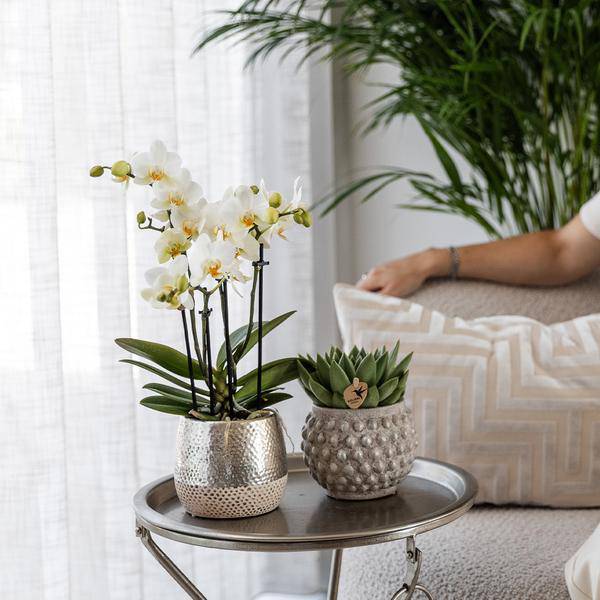 Blumentopf Elite Silber – Ø9cm – Glänzender Keramik Übertopf – Dekorativer Pflanztopf für Zimmerpflanzen – Keramiktopf für stilvolle Innendeko – Plant