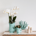 Pflanzset Phalaenopsis Orchidee Amabilis Weiß Ø9cm & Sukkulente Crassula Hobbit Ø6cm – In türkisfarbenen Keramik Fish – Töpfen – Plant