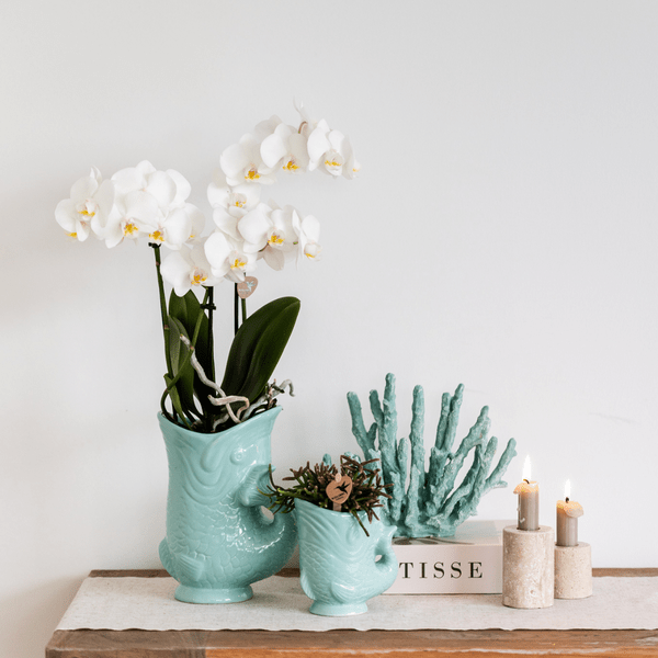Pflanzset Phalaenopsis Orchidee Amabilis Weiß Ø9cm & Sukkulente Crassula Hobbit Ø6cm – In türkisfarbenen Keramik Fish – Töpfen – Plant