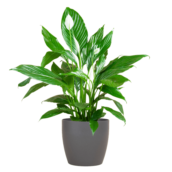 Spathiphyllum Sweet Lauretta – Scheidenblatt – Zimmerpflanze inkl. Übertopf – ↕80cm – Ø21cm – Friedenslilie mit eleganten weißen Blüten – Plant