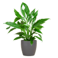 Spathiphyllum Sweet Lauretta – Scheidenblatt – Zimmerpflanze inkl. Übertopf – ↕80cm – Ø21cm – Friedenslilie mit eleganten weißen Blüten – Plant