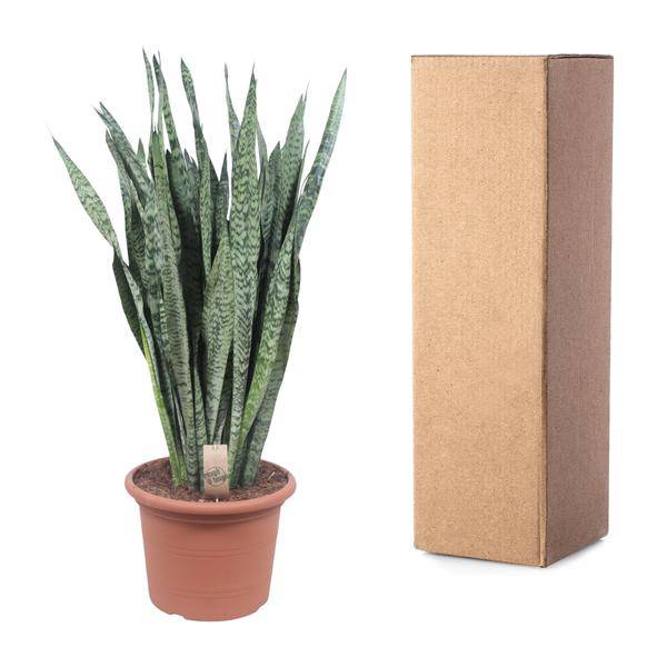 Ceylon – Bogenhanf – Sansevieria Zeylenica – Zimmerpflanze 110cm – Ø35cm – Pflegeleichte Grünpflanze für Wohnzimmer, Büro & Schlafzimmer – Plant
