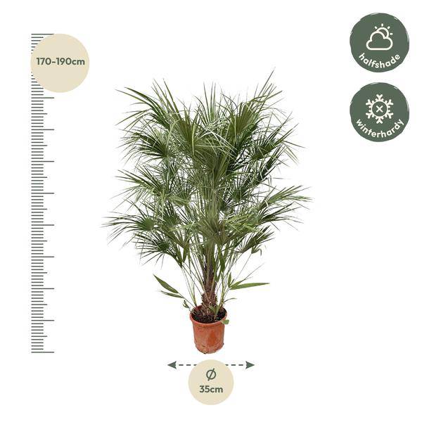 Grüne Zwergpalme – Chamaerops Humilis 170cm – Ø30cm – Mediterrane Kübelpflanze mit fächerförmigen Blättern – Pflegeleicht – Plant