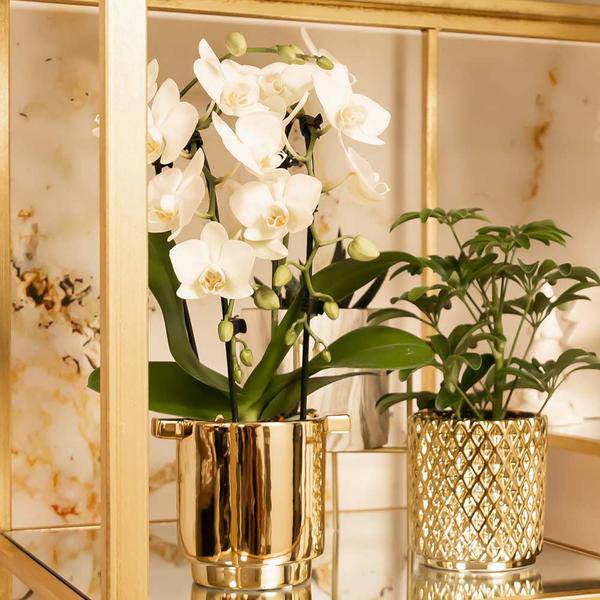Weiße Phalaenopsis-Orchidee Niagara Fall – Ø9cm – Blühende Zimmerpflanze – Luxuriöse, langlebige weiße Blüten – 35-40cm hoch – Plant