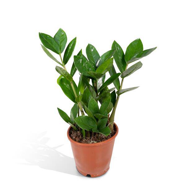 Glücksfeder Zamioculcas – Pflegeleichte Zimmerpflanze – Höhe ca. 35cm – Ø12cm – Immergrün & robust – Für Büro & Wohnung – Plant