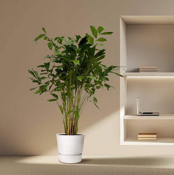 Caryota Mitis – Fischschwanzpalme – Zimmerpflanze ↕210cm – Ø40cm – Tropische Rarität mit gefiederten Blättern – XXL Palme für Zimmer & Büro – Plant