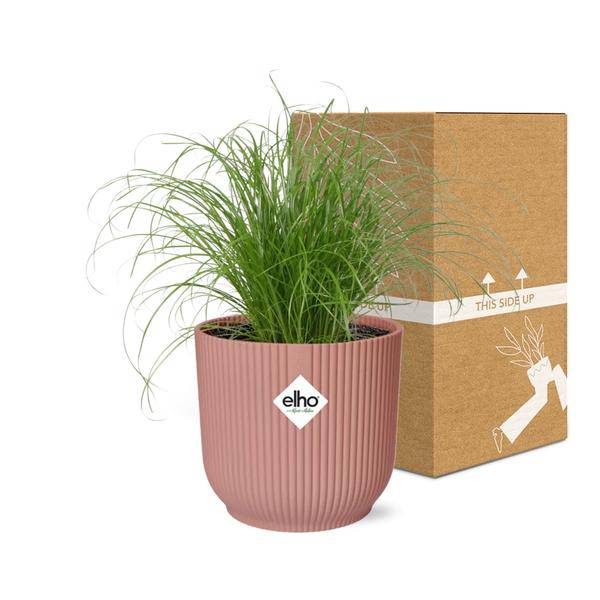Wechselblättriges Zyperngras Cyperus Alternifolius Zumula Zimmerpflanze Ø14cm – pflegeleichte Grünpflanze für Wohnzimmer, Büro & helle Standorte – Plant